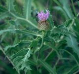 View full-size image Centaurea trichocephala