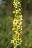 View full-size image Verbascum nigrum