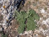 Смотреть изображение Artemisia caucasica