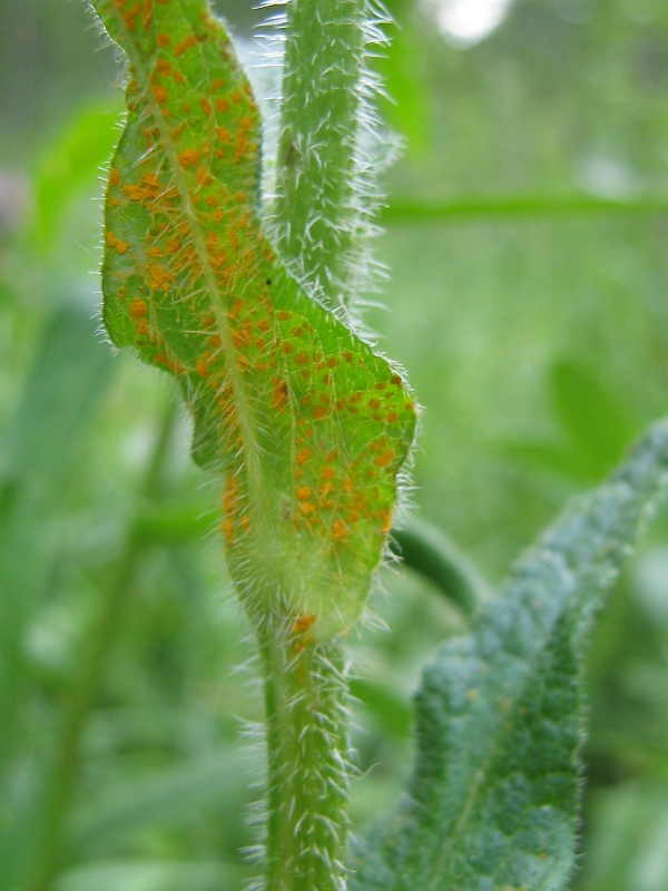 Image of Campanula cervicaria specimen.