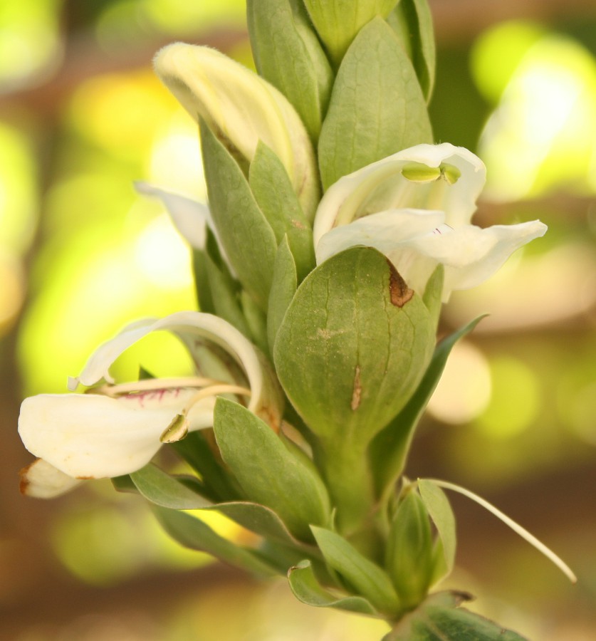 Image of Justicia adhatoda specimen.