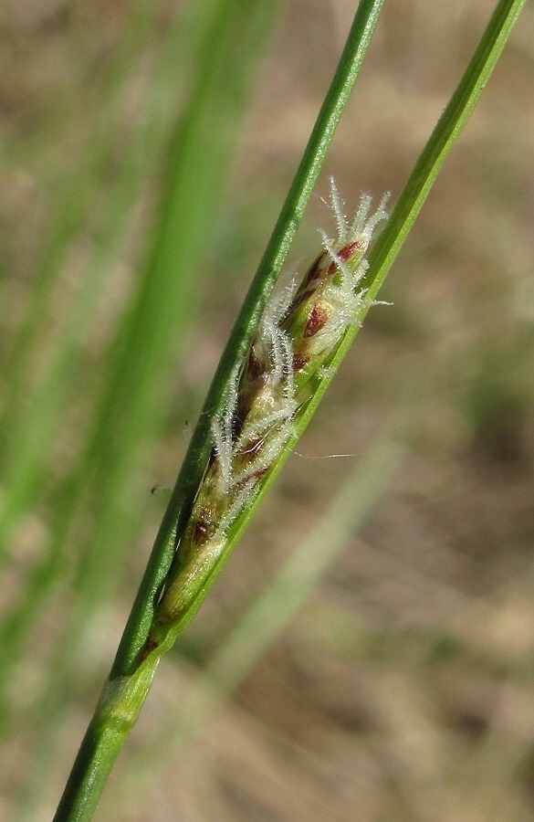 Image of Carex globularis specimen.