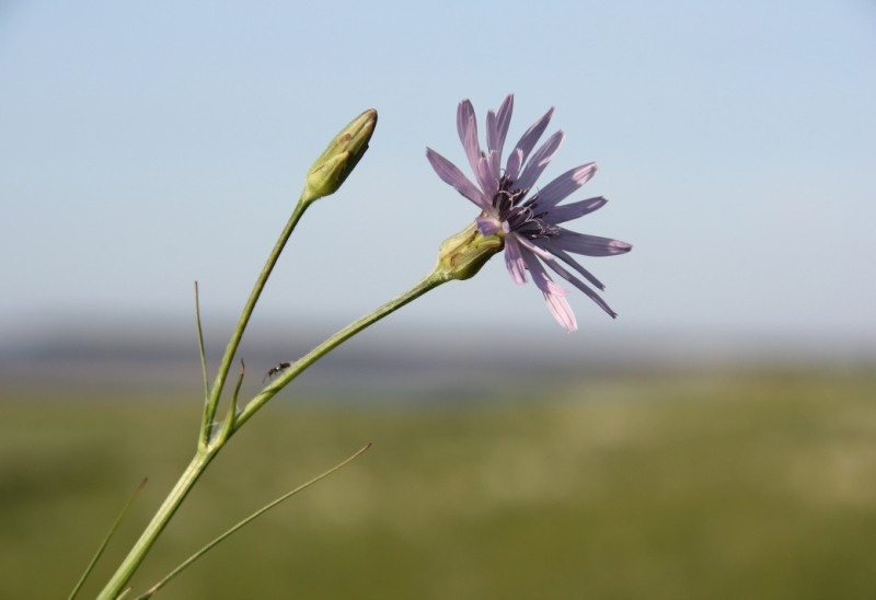 Image of Scorzonera purpurea specimen.