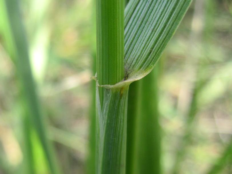 Image of genus Leymus specimen.