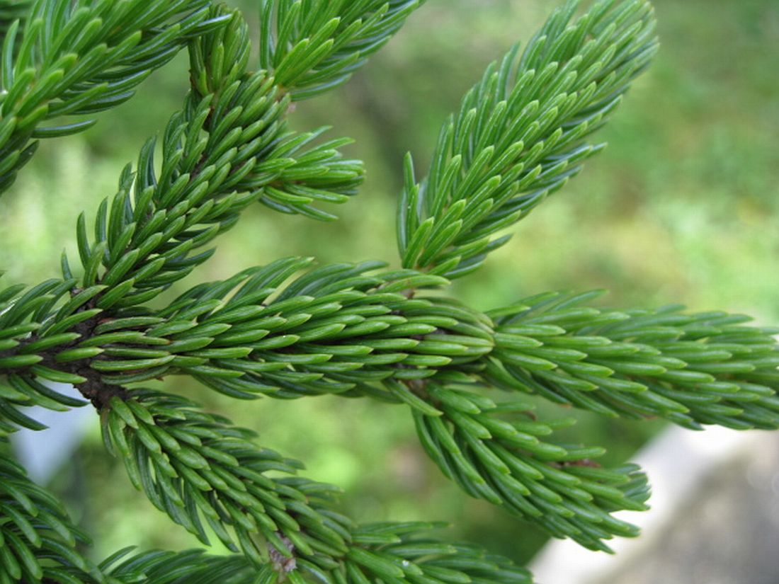 Image of Picea glehnii specimen.