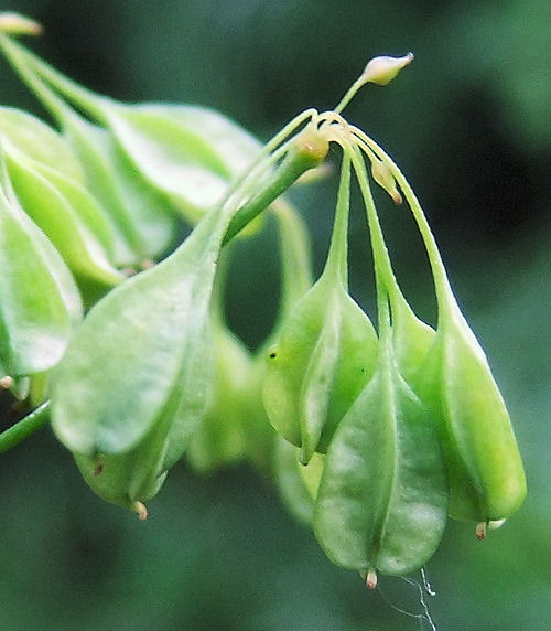 Image of Thalictrum contortum specimen.