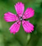 Dianthus deltoides. Цветок. Московская обл., Раменский р-н, Хрипань, поляна в лесу. 03.07.2007.