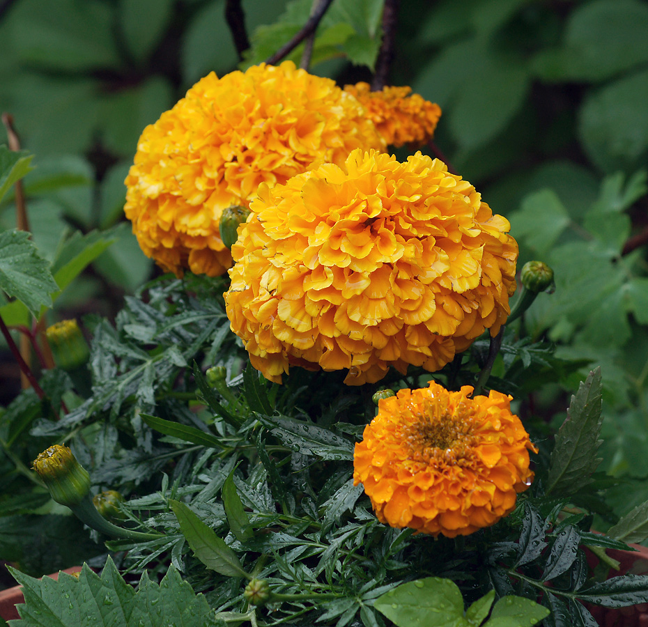 Image of Tagetes erecta specimen.