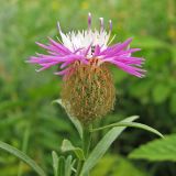 Centaurea trichocephala