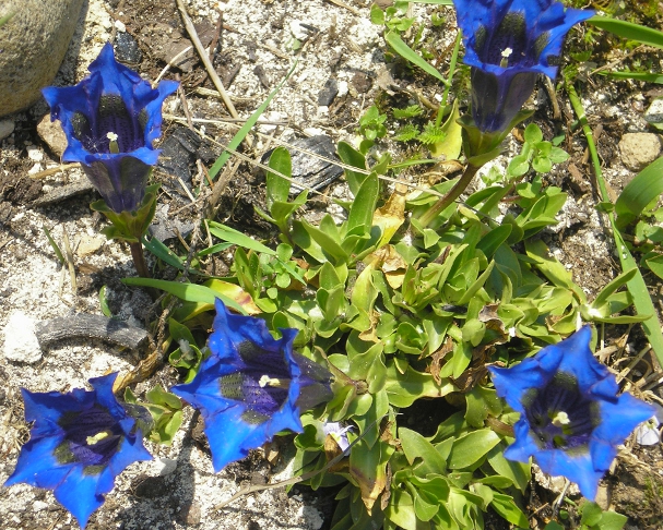 Изображение особи Gentiana dinarica.