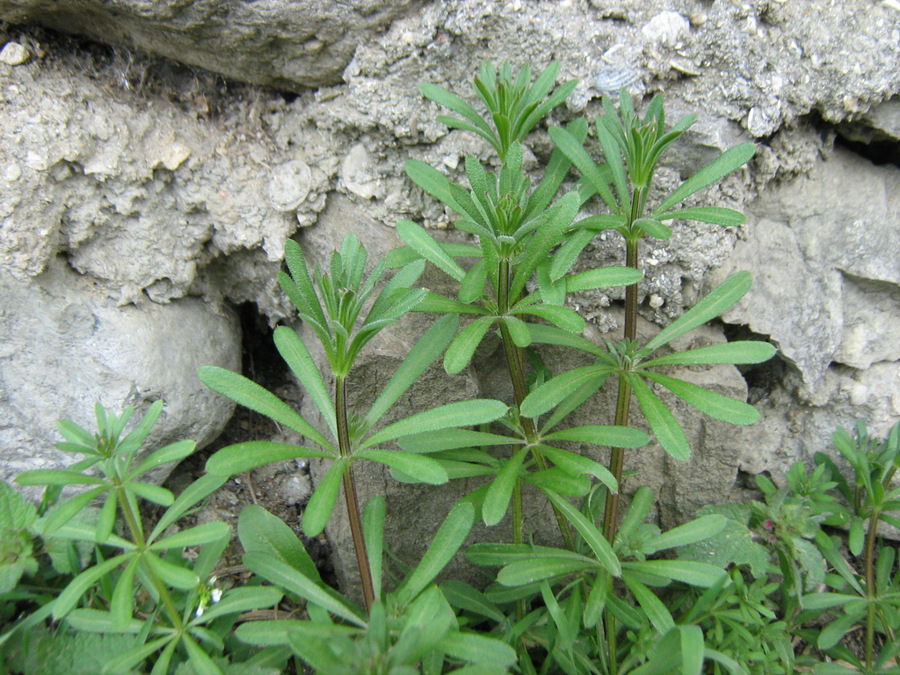 Image of Galium aparine specimen.