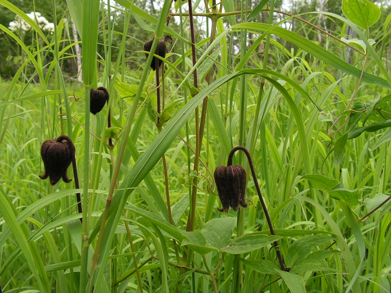 Изображение особи Clematis fusca.