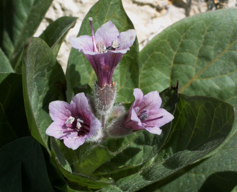 Image of Physochlaina orientalis specimen.