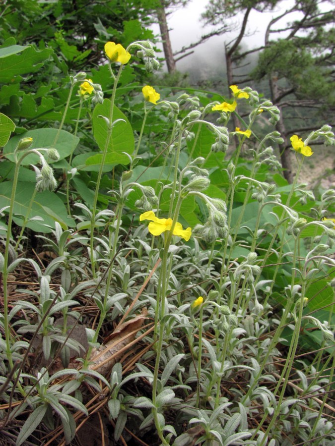 Image of Helianthemum stevenii specimen.