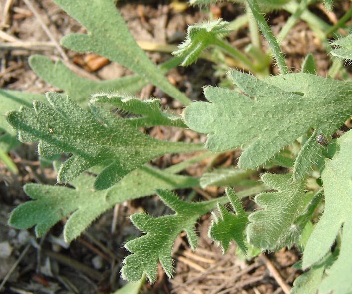 Изображение особи Papaver setosum.