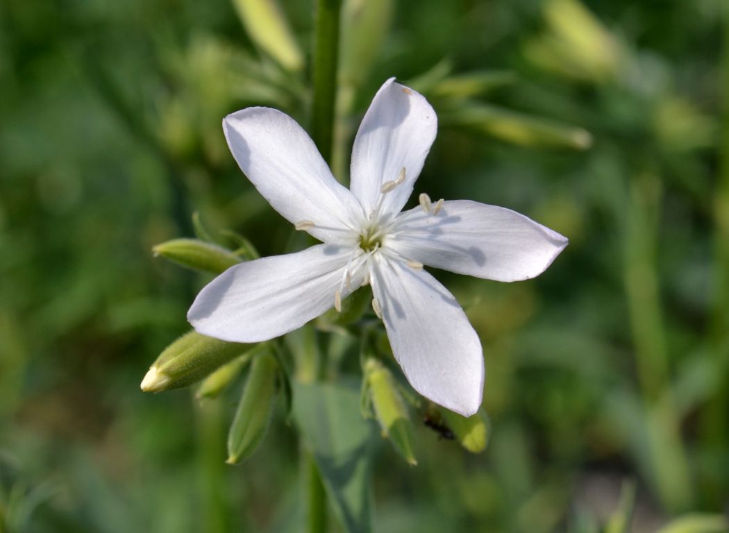 Изображение особи Saponaria officinalis.