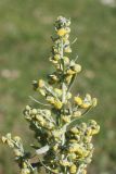 Artemisia absinthium