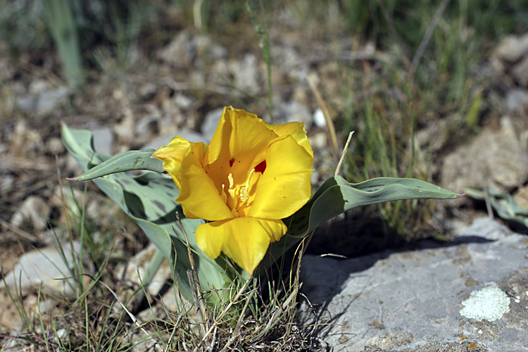 Image of Tulipa greigii specimen.