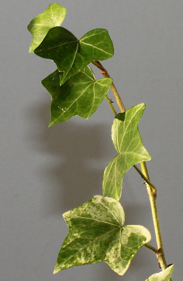 Image of Hedera helix specimen.