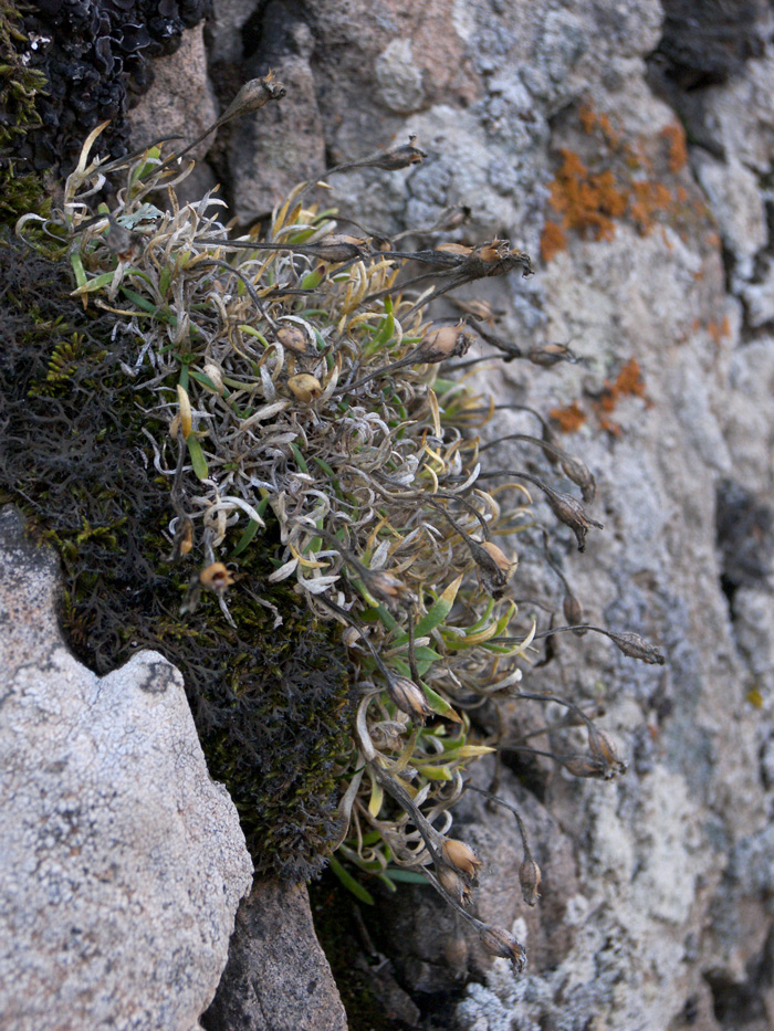 Image of Silene meyeri specimen.