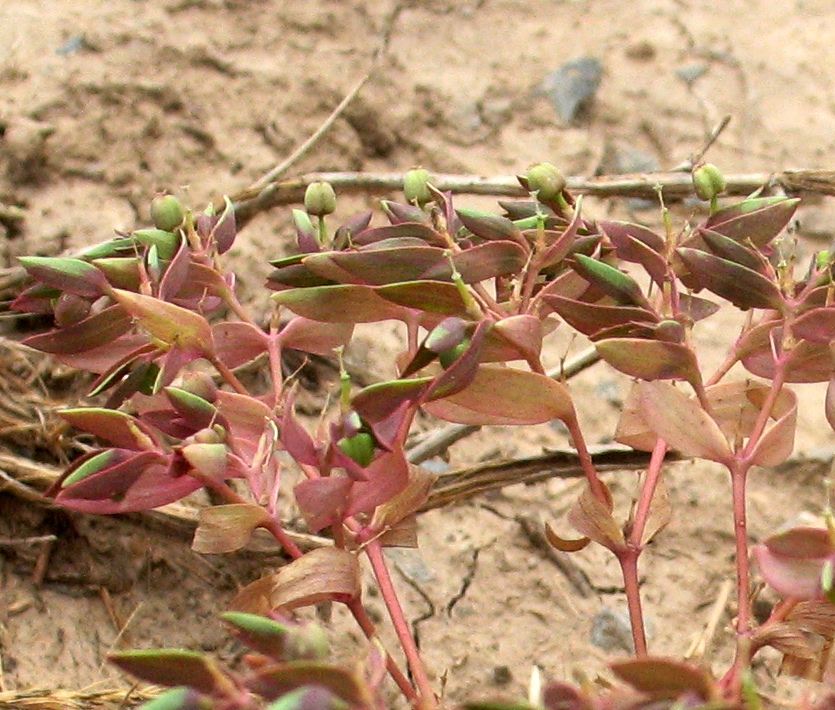 Изображение особи род Euphorbia.