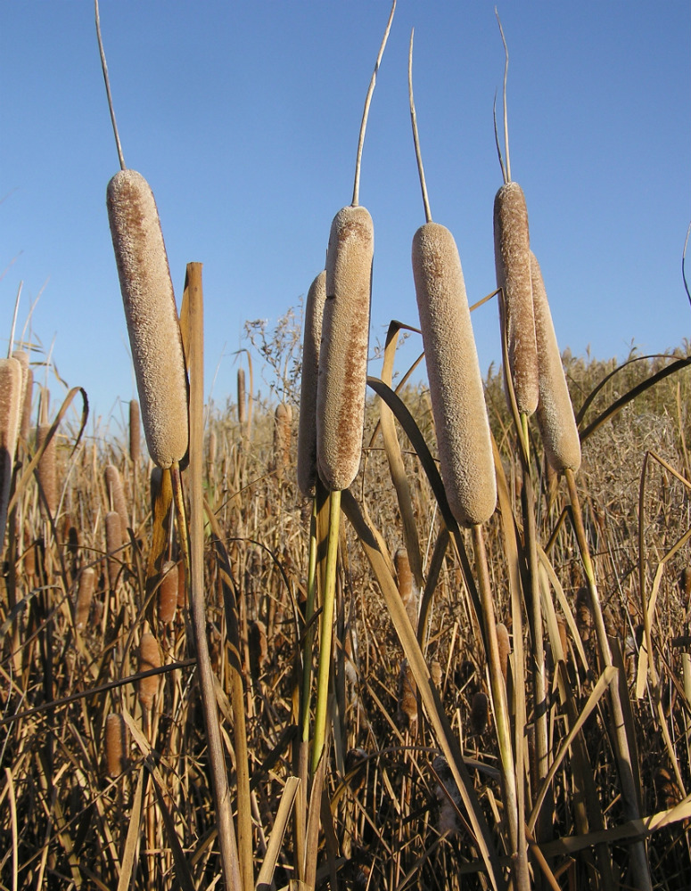 Изображение особи Typha latifolia.