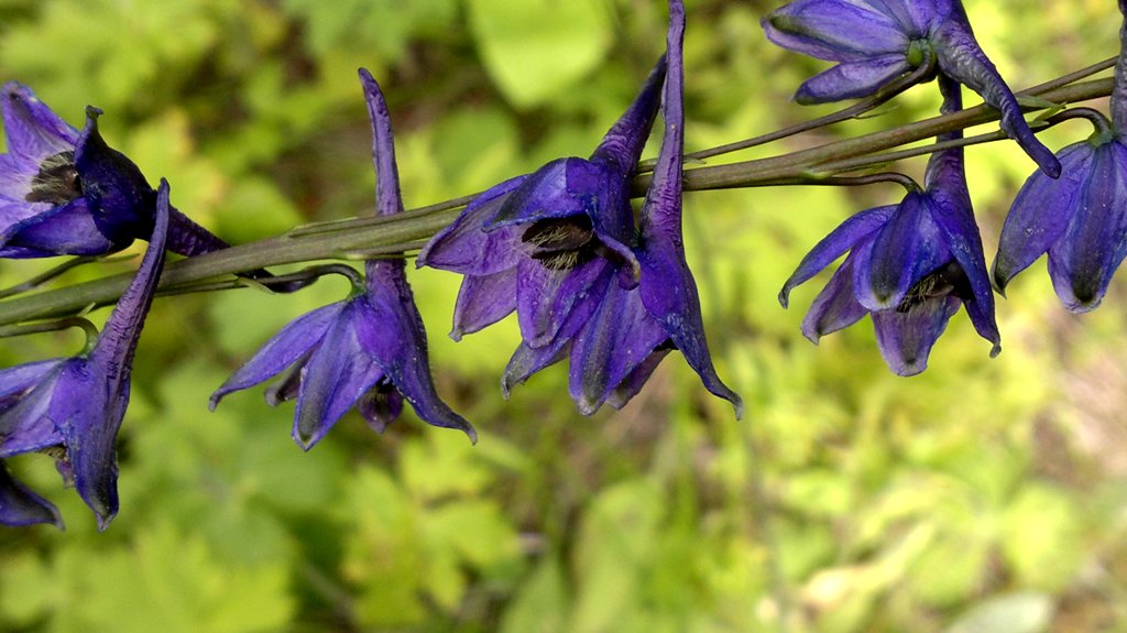 Изображение особи Delphinium crassifolium.