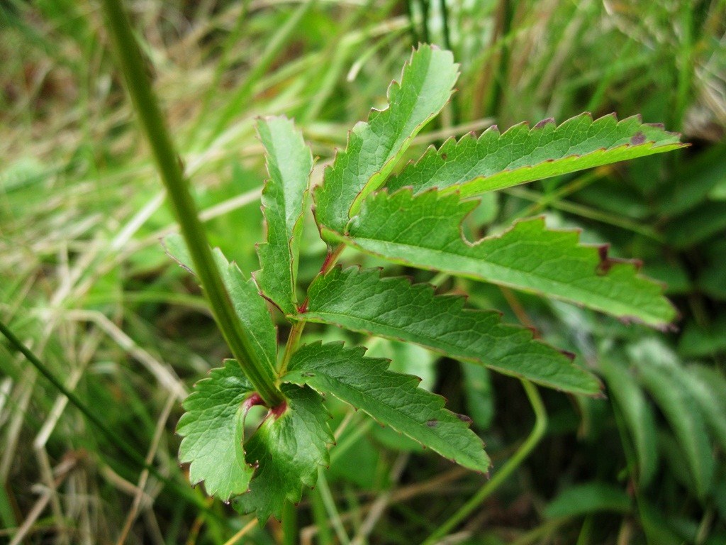 Image of Sanguisorba tenuifolia specimen.