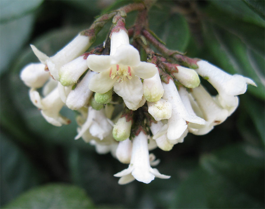 Изображение особи Viburnum suspensum.