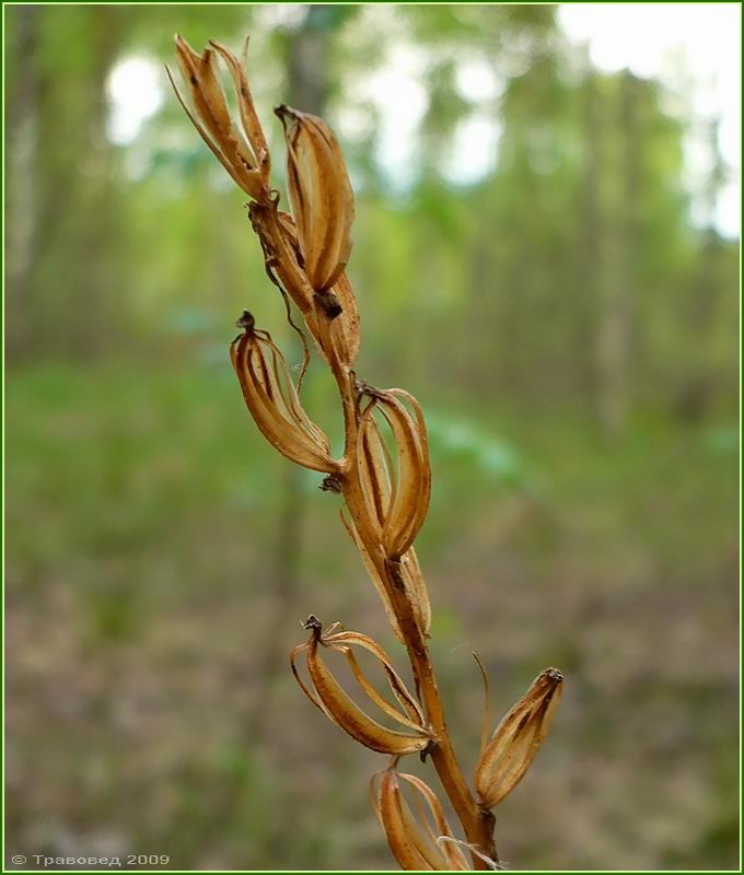 Image of Platanthera bifolia specimen.