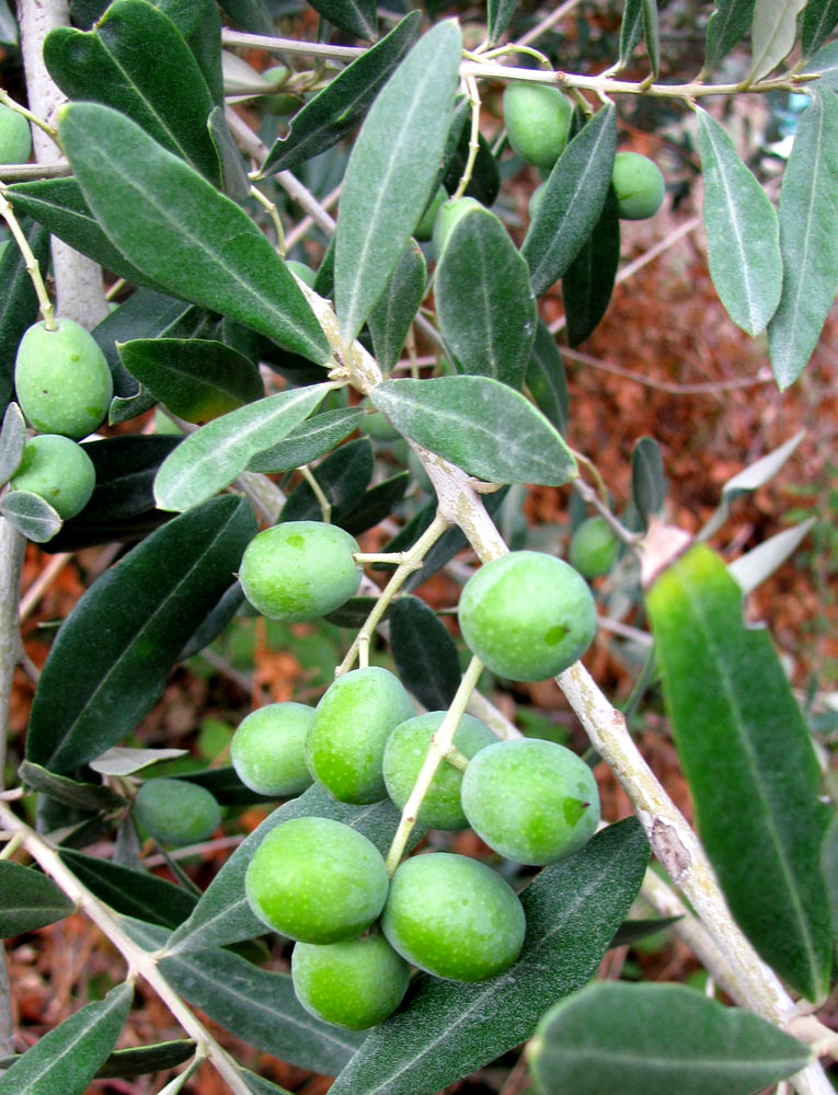 Image of Olea europaea specimen.