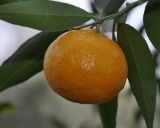 Citrus reticulata