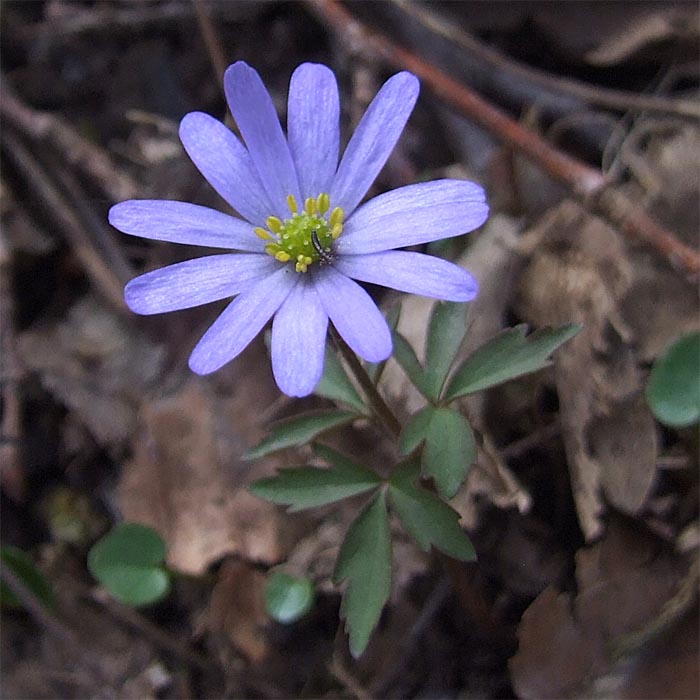 Изображение особи Anemone caucasica.