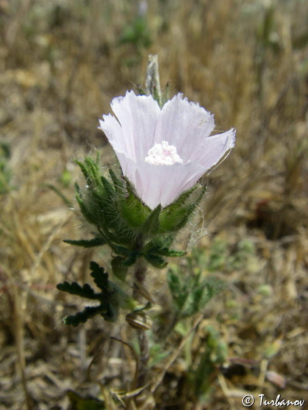 Image of Malva setigera specimen.