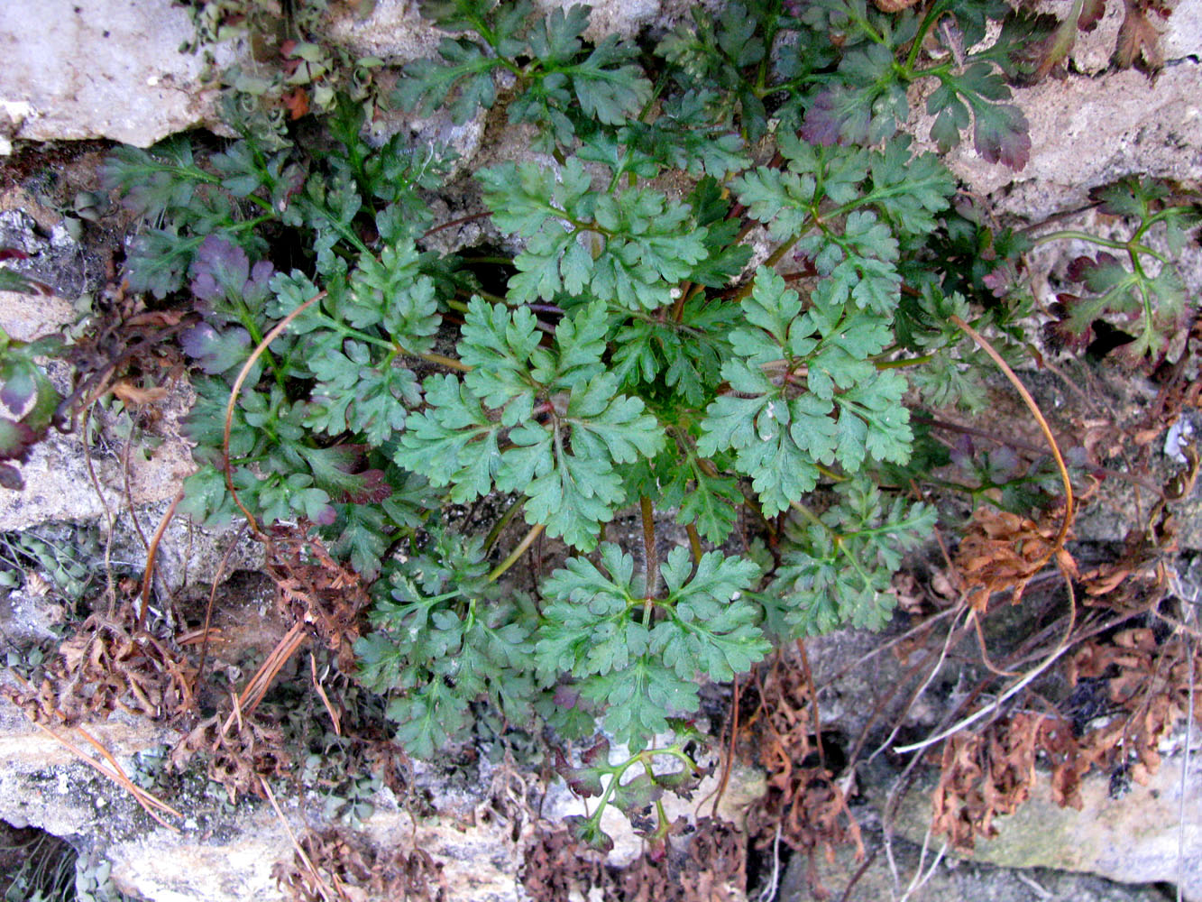 Image of Geranium robertianum specimen.