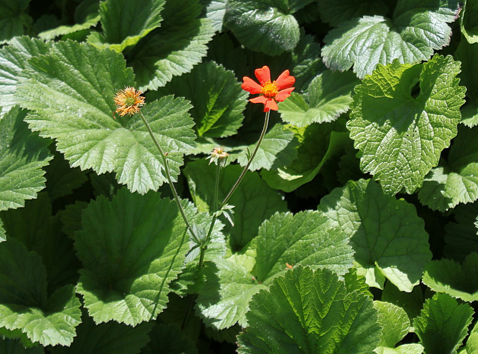 Image of Geum quellyon specimen.