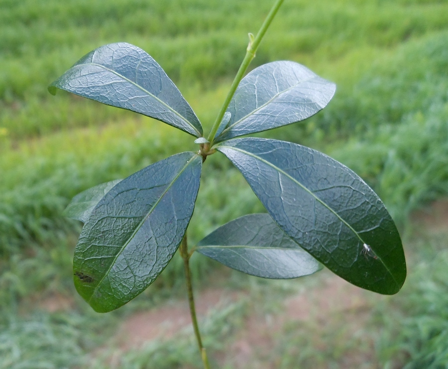 Image of Vinca minor specimen.