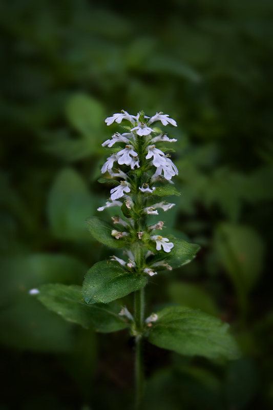 Image of Ajuga reptans specimen.