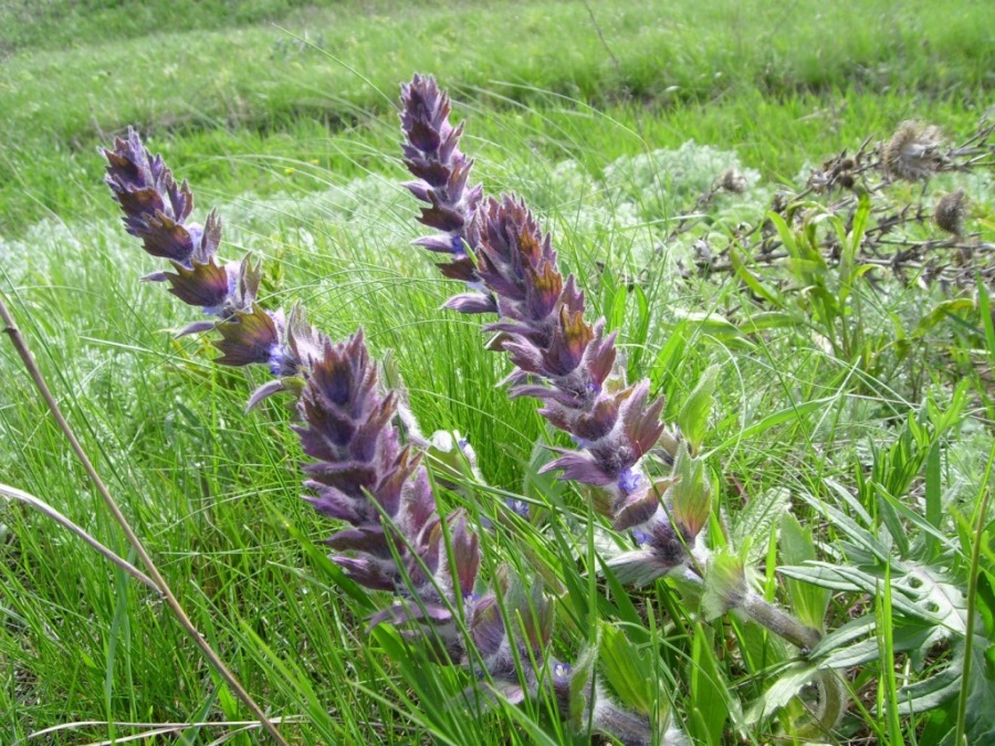 Image of Ajuga orientalis specimen.