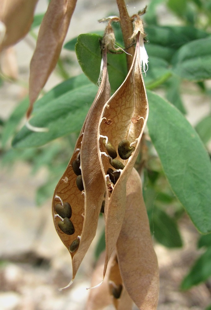 Изображение особи Astragalus gorczakovskii.