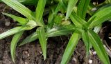 Gentiana walujewii. Верхушки побегов. Германия, г. Krefeld, Ботанический сад. 10.06.2013.