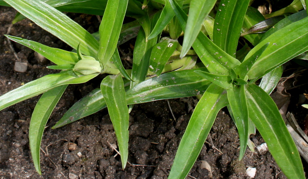 Image of Gentiana walujewii specimen.