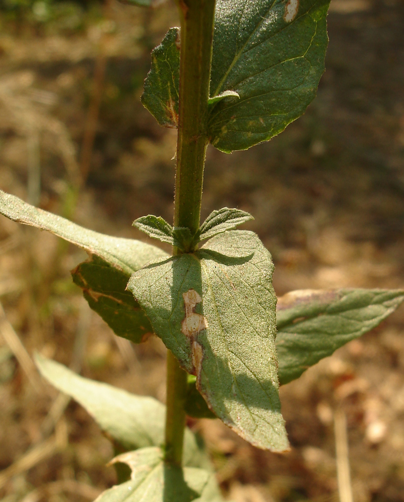 Image of Verbascum blattaria specimen.