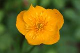 genus Trollius