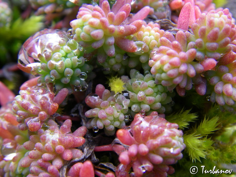 Image of Sedum hispanicum specimen.