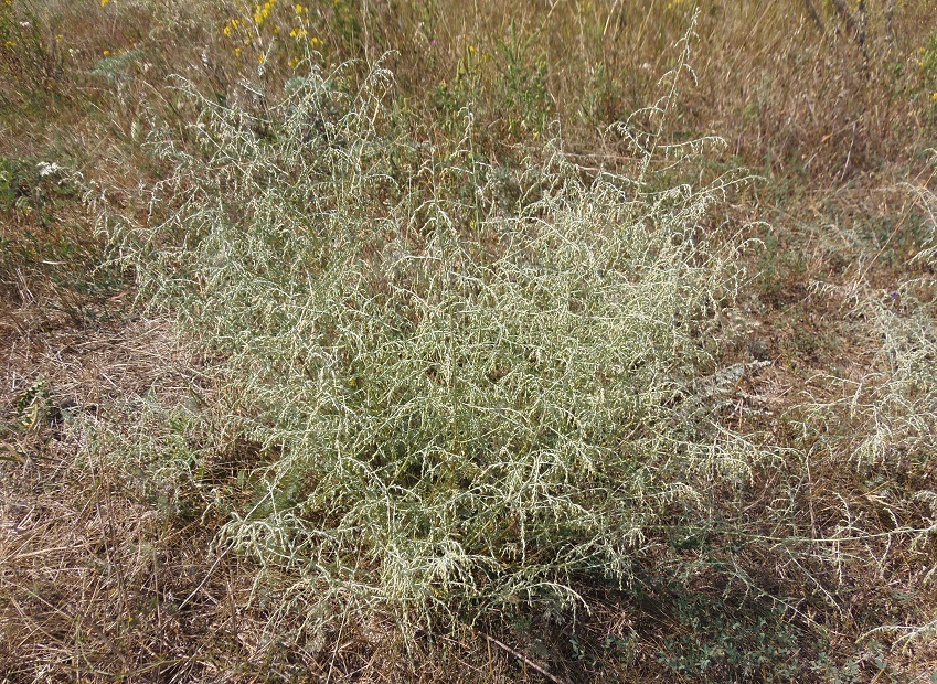 Изображение особи Artemisia santonicum.