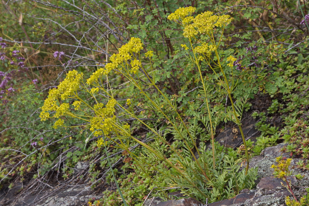 Image of Patrinia intermedia specimen.