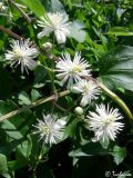 Clematis vitalba