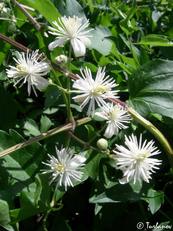 Изображение особи Clematis vitalba.