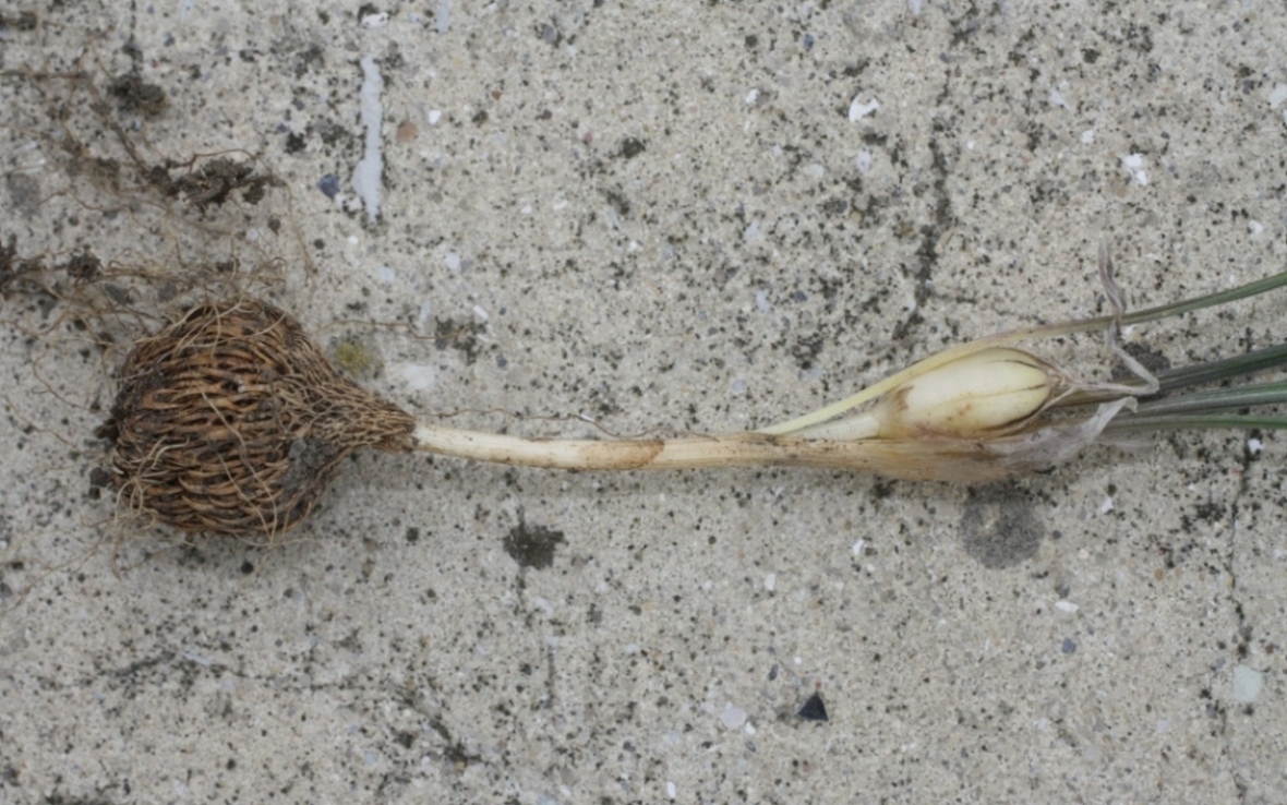 Image of Crocus reticulatus specimen.